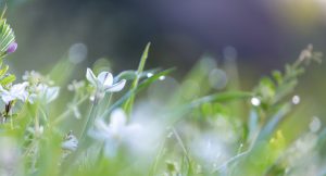Flowers and grasses