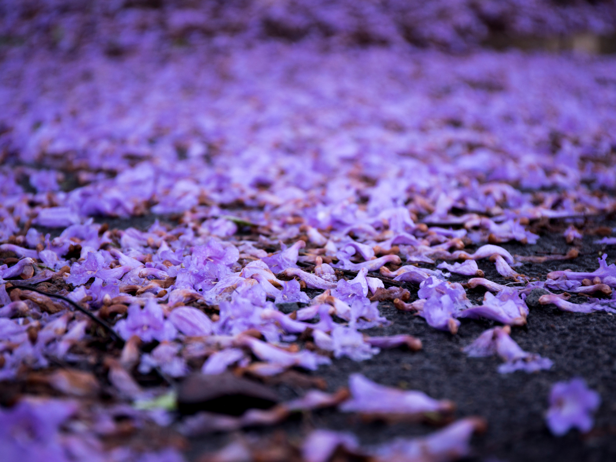 Practice Day Jan 10, for Mitras and Order Members