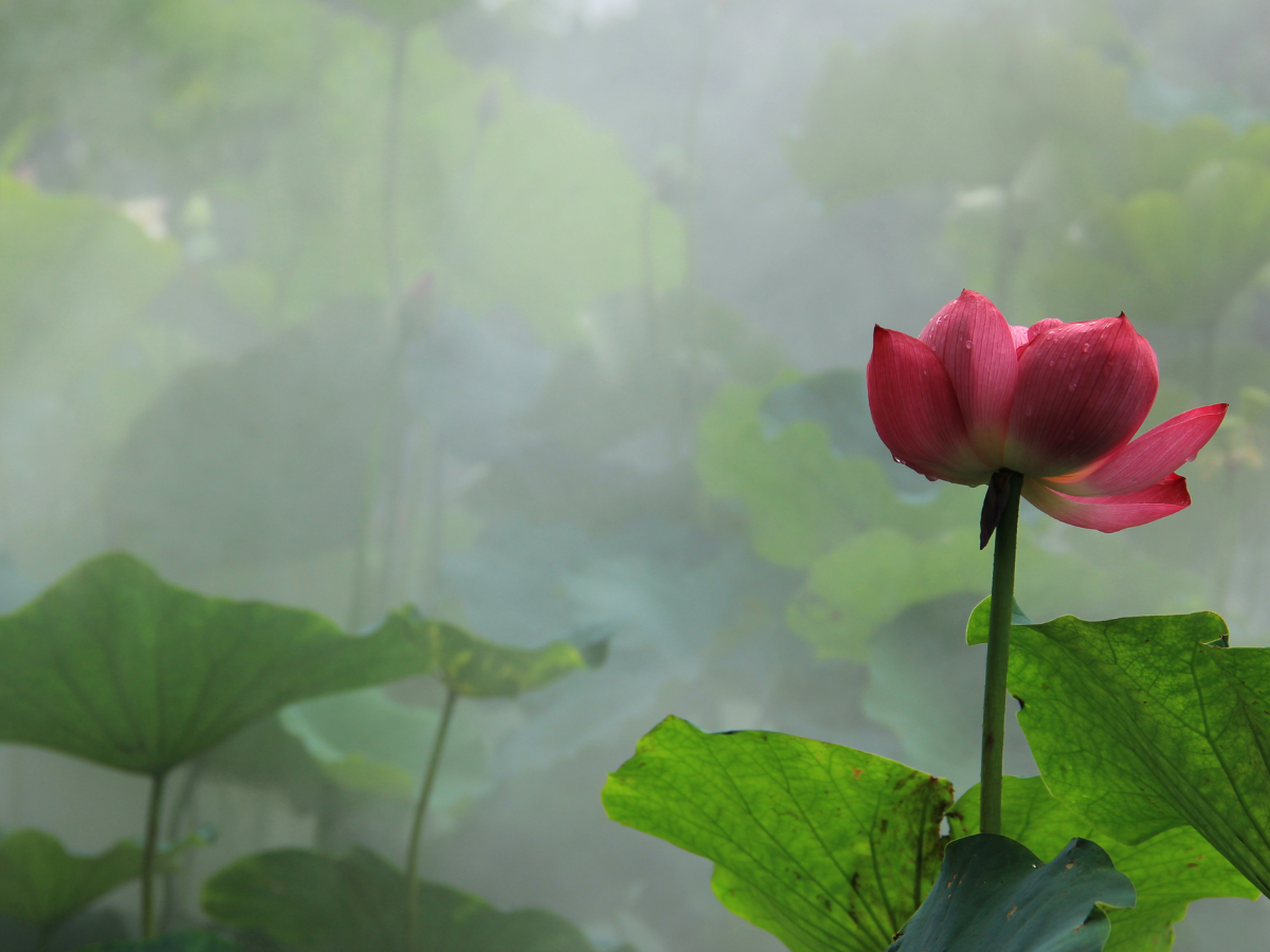 Going for Refuge (GFR) Retreats for Women*