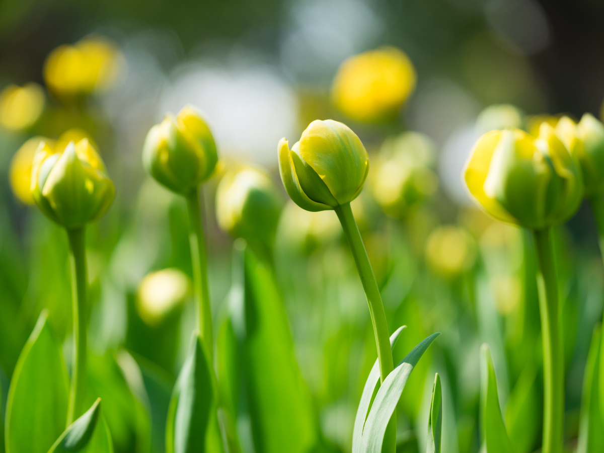 Third Tuesday Online Sangha Gathering
