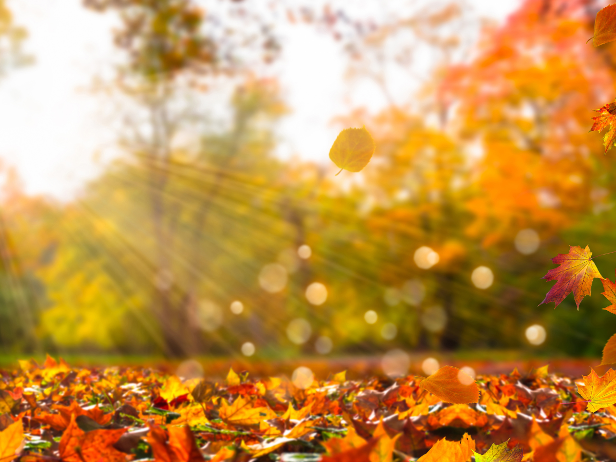 Sangha Nights in December: Hearts that Heal - Last Thoughts