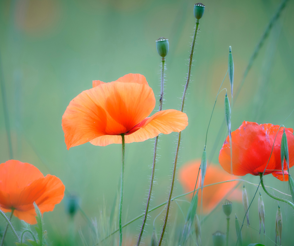 Sangha Nights in May, June and July - the Heart of Buddhism