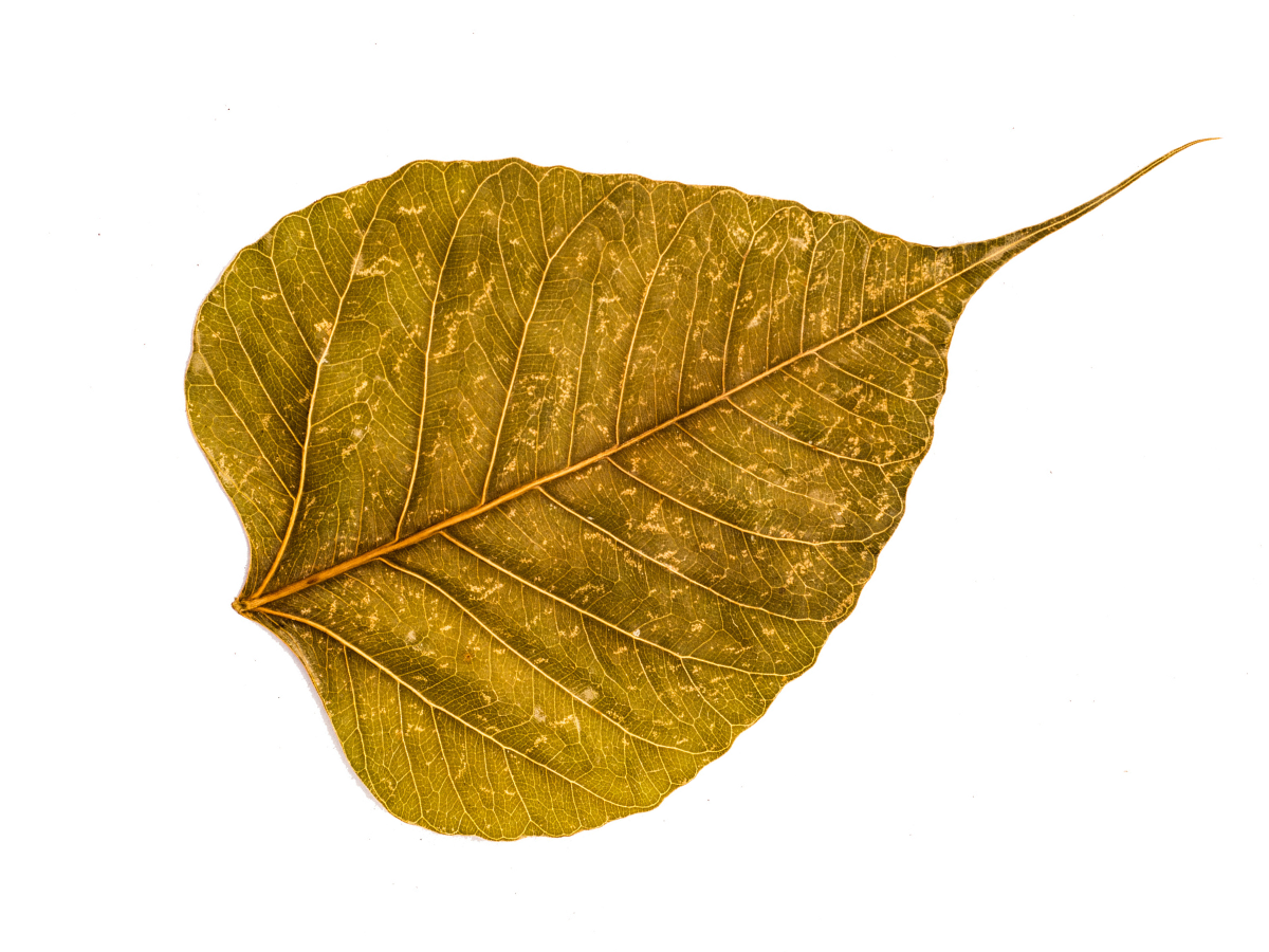 September Practice Evenings: Wisdom, Devotion, and Community